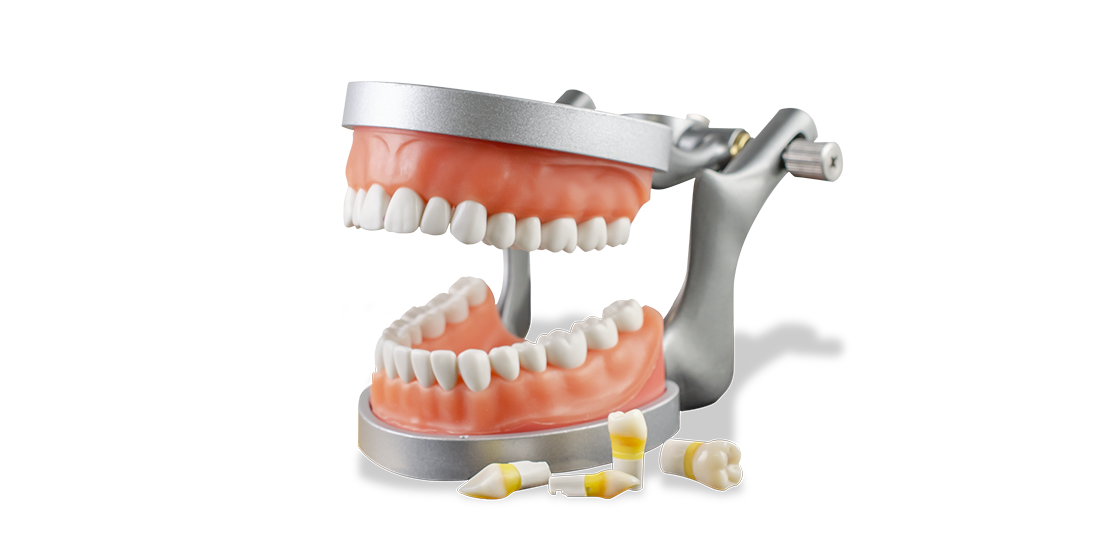 ModuPRO Pros M200 ADEX typodont/dentoform in articulator for CDCA practice and preparation.