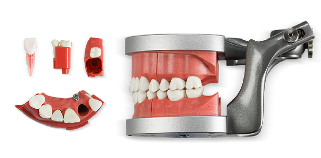 ModuPRO Pros M200 typodont in articulator for CRDTS practice and preparation, next to Real-T Endo tooth 9, tooth 14, and modules used for CRDTS practice.