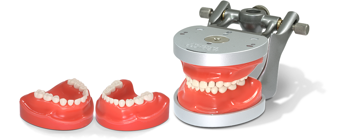 ModuPRO Pedo pediatric dentistry typodont in articulator with M400 teeth. dentoform